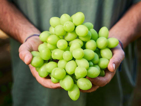 Australia’s Table Grape Comeback: 2024/25 Season Highlights & What’s Next 🍇