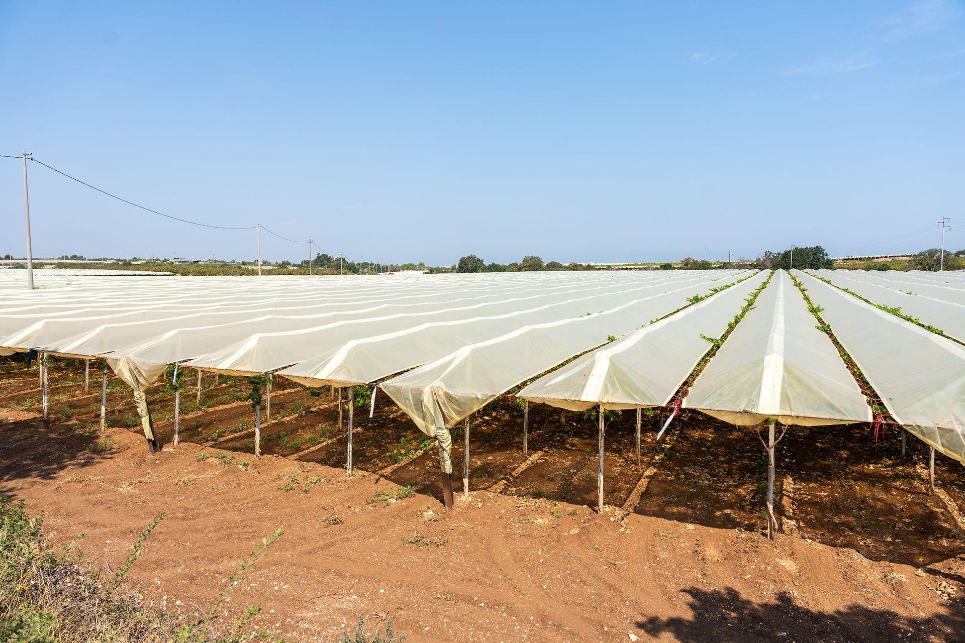 Aniplast vineyard covers Grapecare