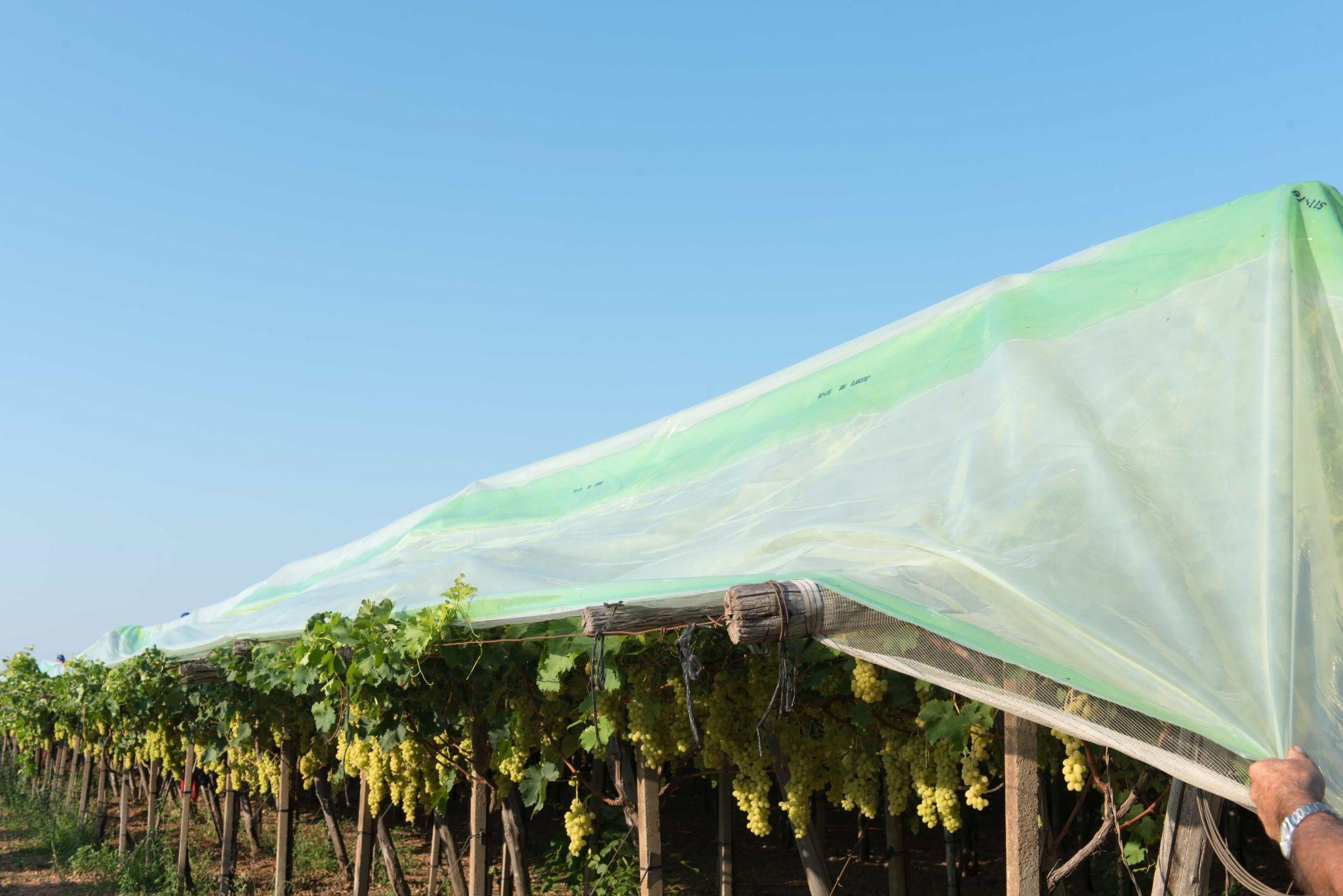 ANIPLAST ANIGOLD 150