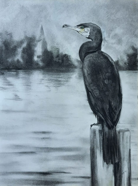 Pause - a cormorant waits