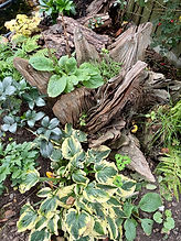 stump.jpeg