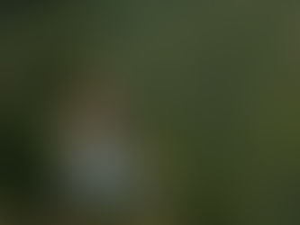 Lisa meditating on a rock in a serene forest setting, bridge in background. Exuding calmness and focus.