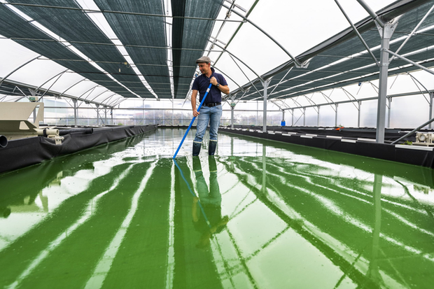 Visite de la ferme des Roseaux - Spiruline de Retz & Algues
