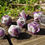 Miniature : Set de dés violets et blancs artisanal La Looterie posé sur une souche en bois, chiffres dorés, photo en extérieur
