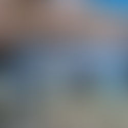 Flowers of Vancouver - The history behind Tulips and Cherry Blossoms