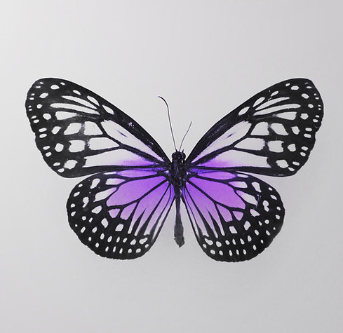 butterfly.jpg