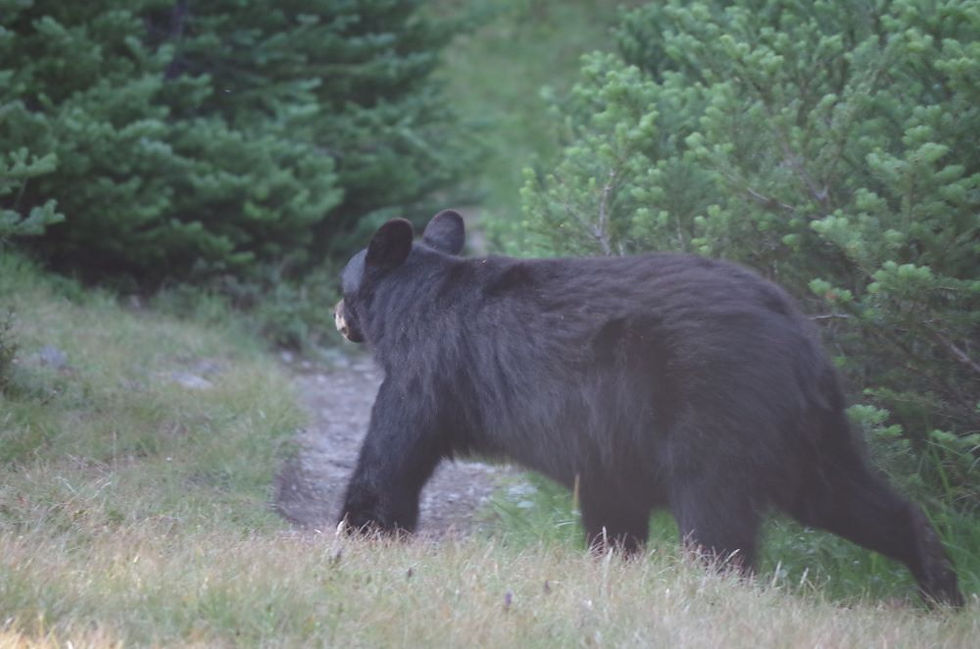 Marmoteering, Cross-country, and More!