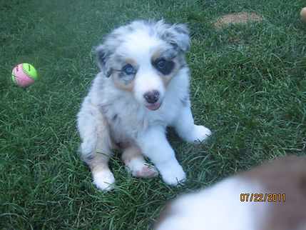 Puppies 6weeks 117.JPG