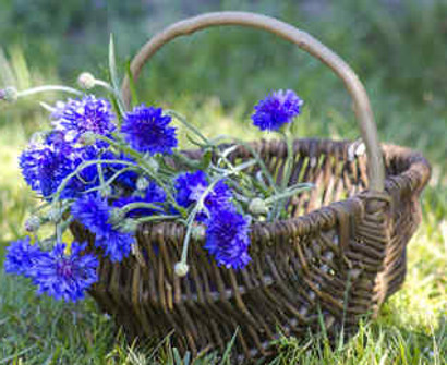 Bleuet-fleur-sante.jpg