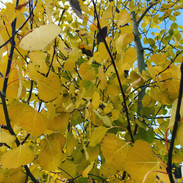 Boreas Pass to Aspen Alley - Breckenridge