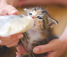 KITTEN-BottleFeed.jpg