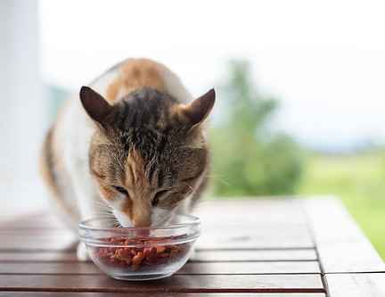 CAT-Feeding.jpg