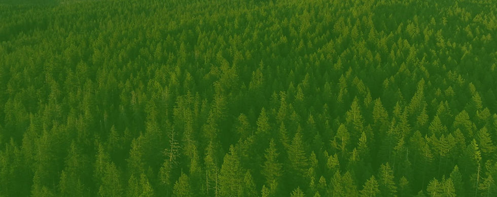 forest view copy.jpg
