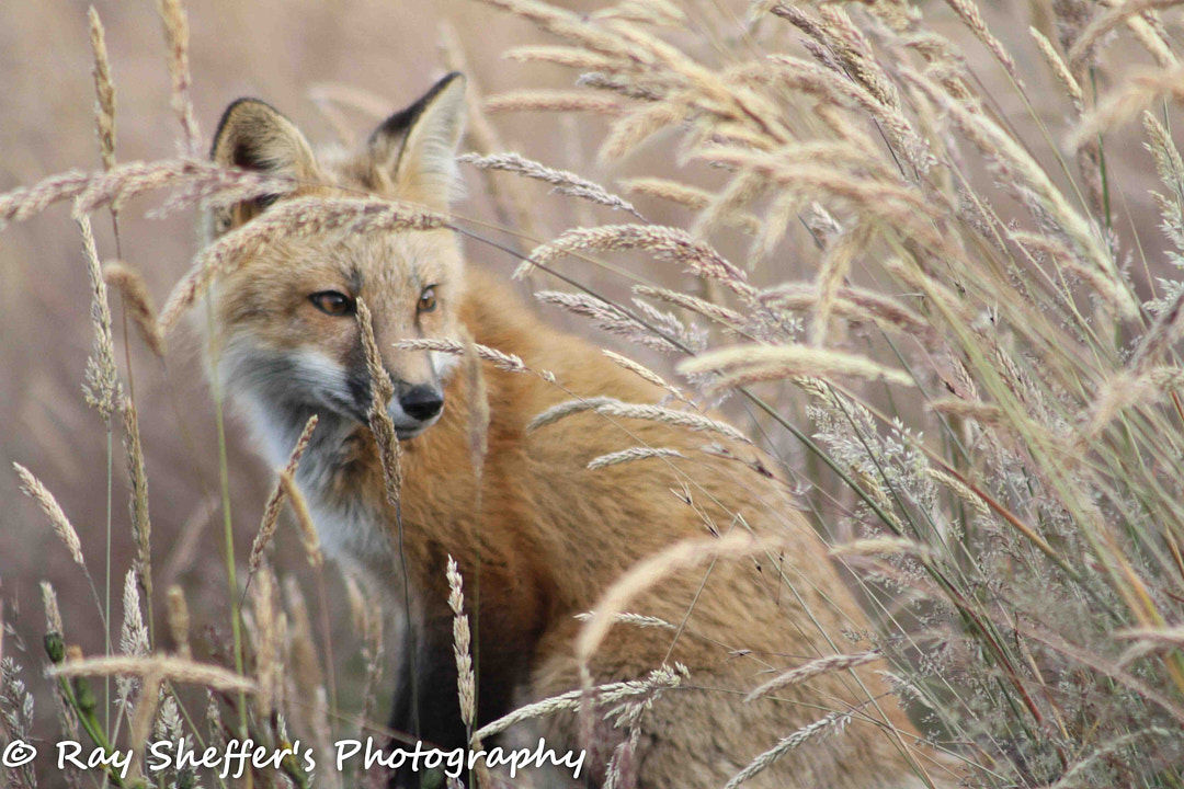 Wheat Fox