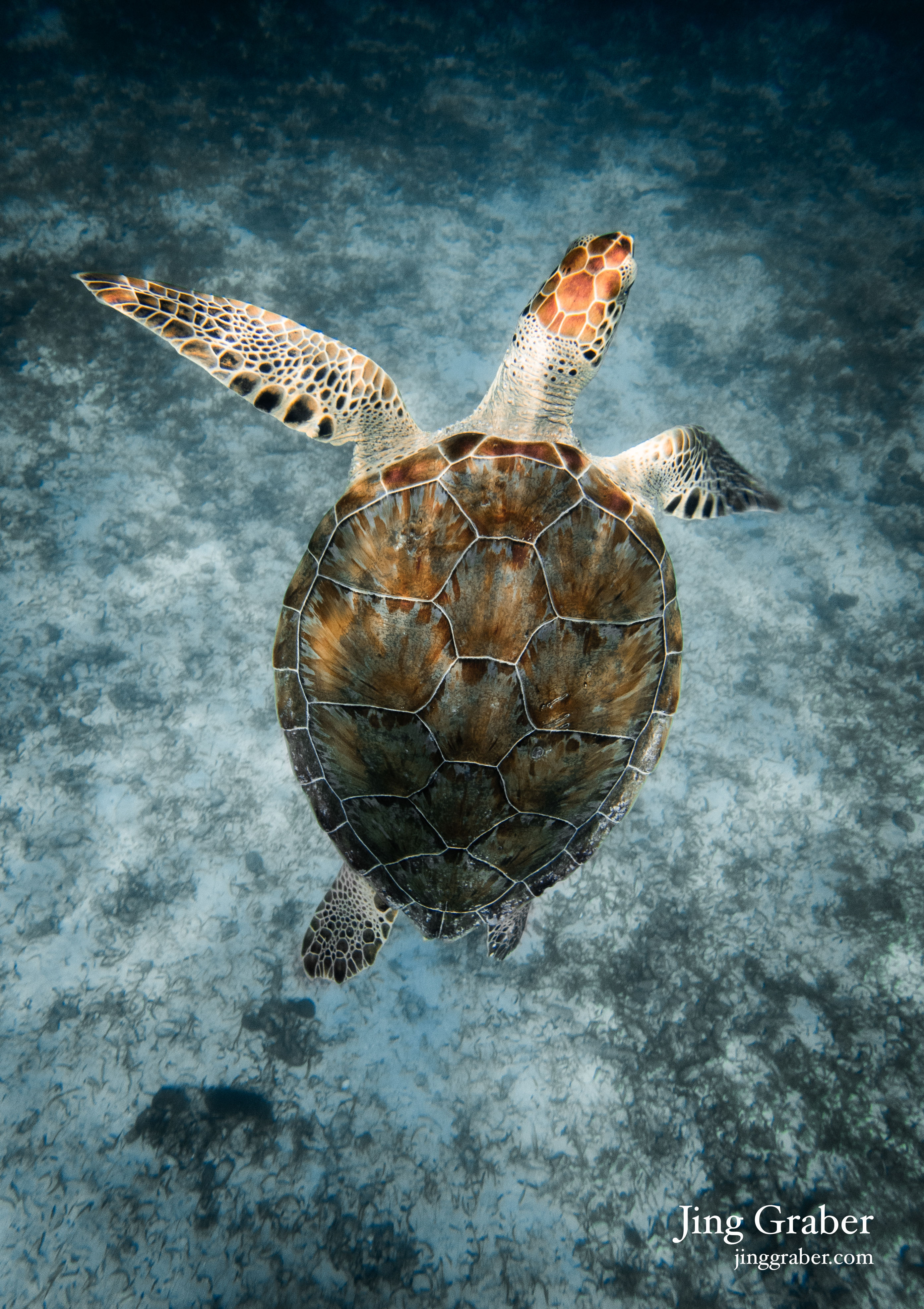 Photography Print | Green Sea Turtle from Above