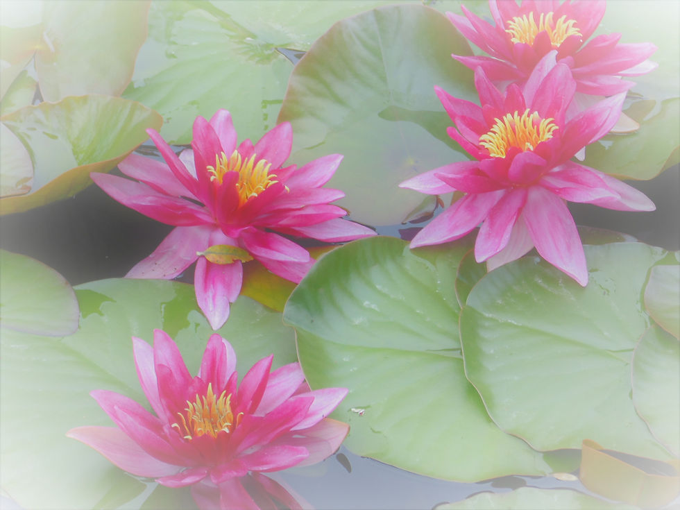 lotus2.jpg