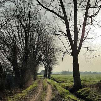 Met de kerktoren van Rotselaar in de achtergrond kuieren doorheen de velden
