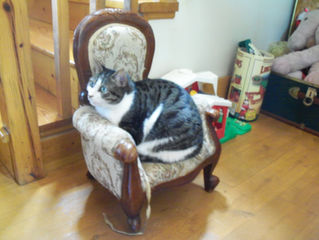 lazy cat