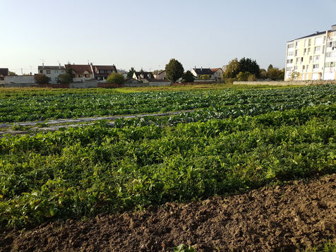 Nouvelle publication : rapport sur la lutte contre la précarité alimentaire à l’échelle des PAT franciliens !