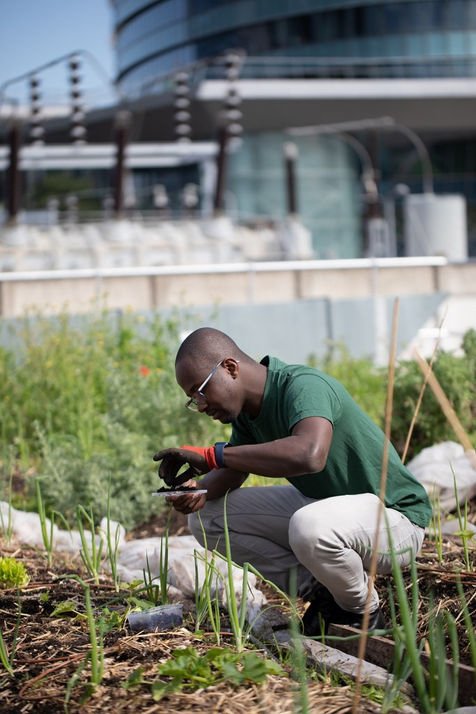 Une parution scientifique sur la biodiversité générée par les toitures en milieu urbain