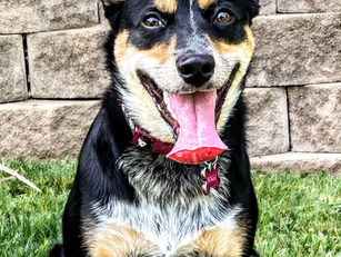 Dolly | Blue Heeler/McNab | Ontario, CA | In-Training