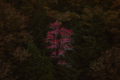 bright red tree stand out among the green trees in fall in hocking hills ohio
