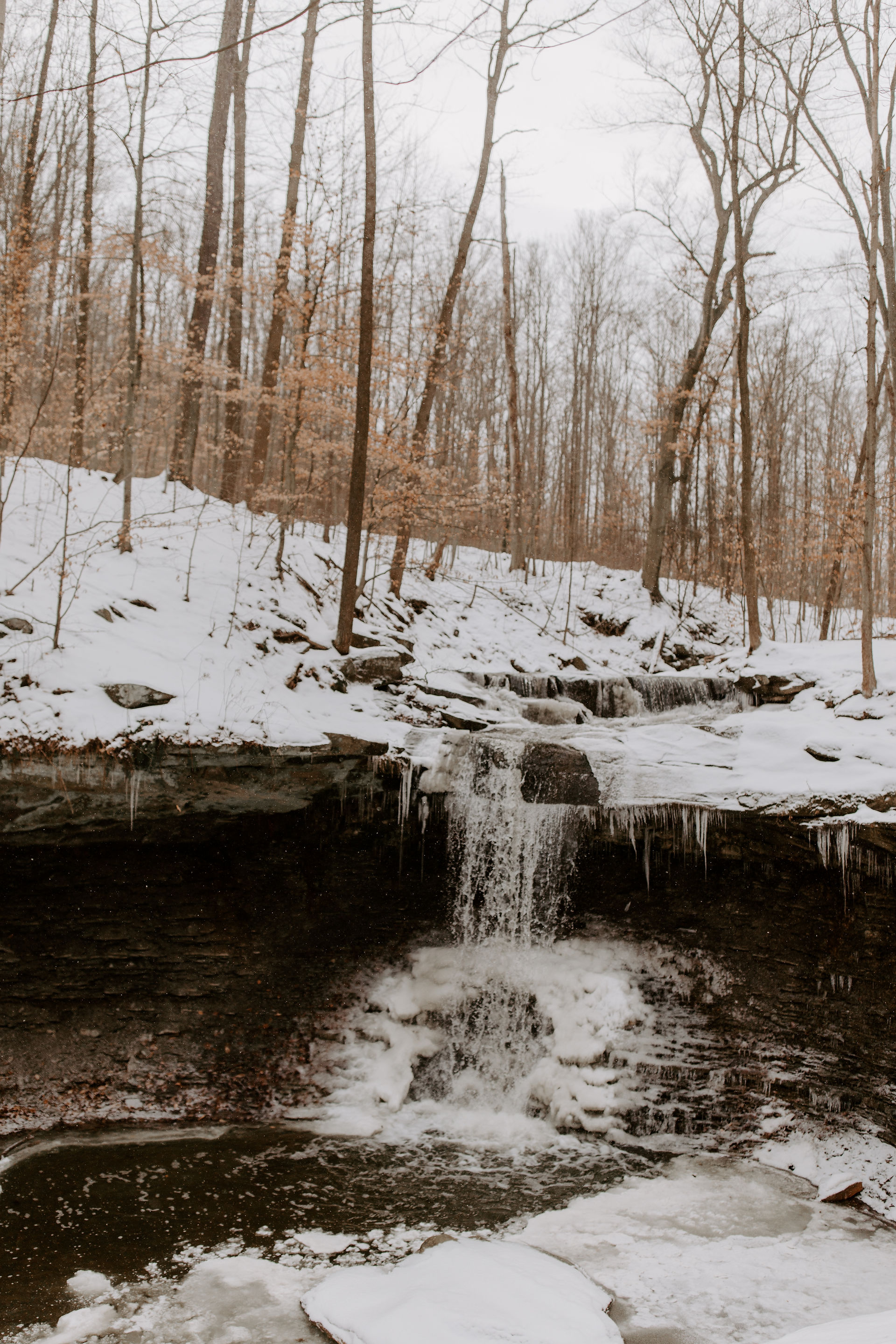 blue hen falls Ohio on a winter day