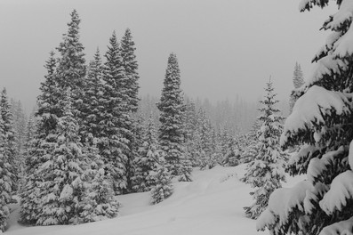 Snow covered pine trees in Ouray Colorado