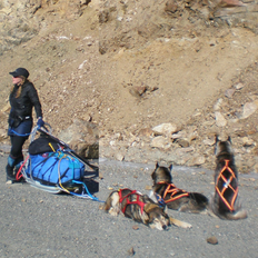 Shannon L. Post in outdoor gear accompanied by three sled dogs pulling a sled with equipment, resting on rocky terrain.