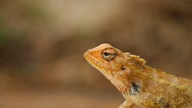 Was Noah Allowed to eat all flesh after the flood?