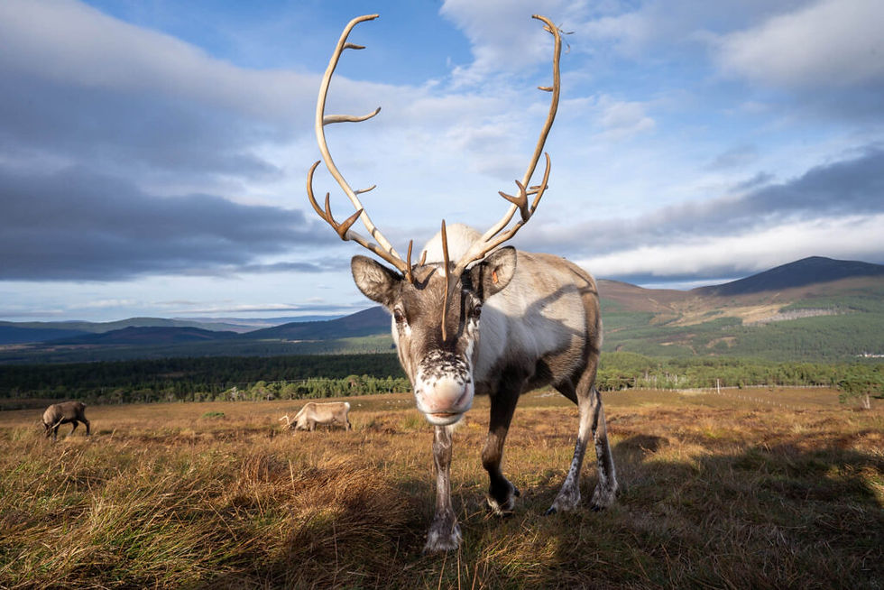 Cairngorm-reindeer-1024x683.jpg