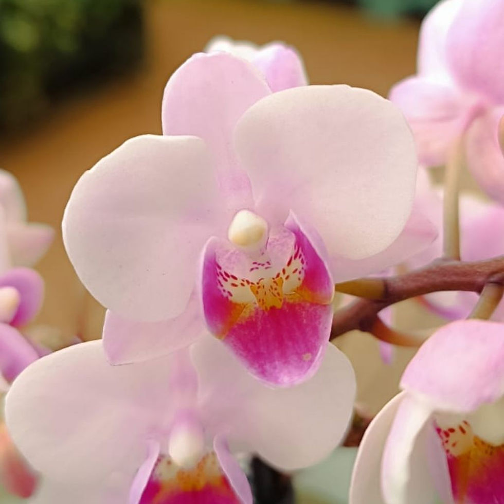 Miniatura: Orquídea Phalaenopsis MINI Premium 4 Hastes