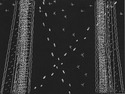 Tracks #14 (2017)