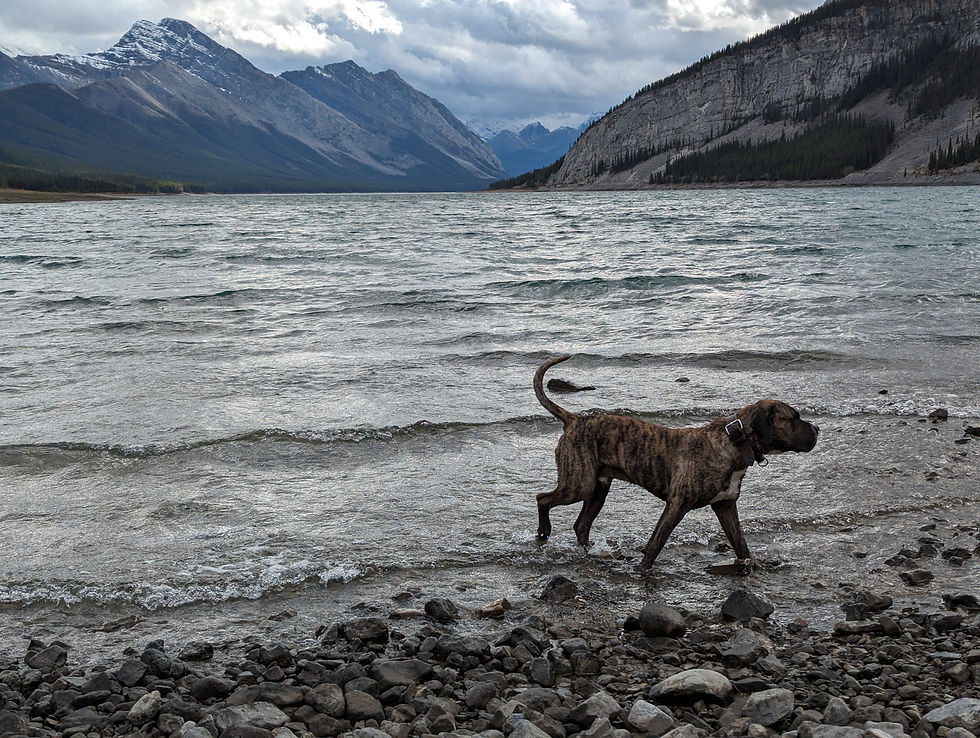 Dog on the shores of Spray Lakes, choppy water, ominous skies and mountain peaks in the background
