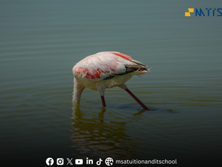 DIPPING DEEPER: THE LESSON FROM THE FLAMINGO BIRD