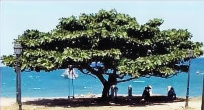 Breezy Beach Area
