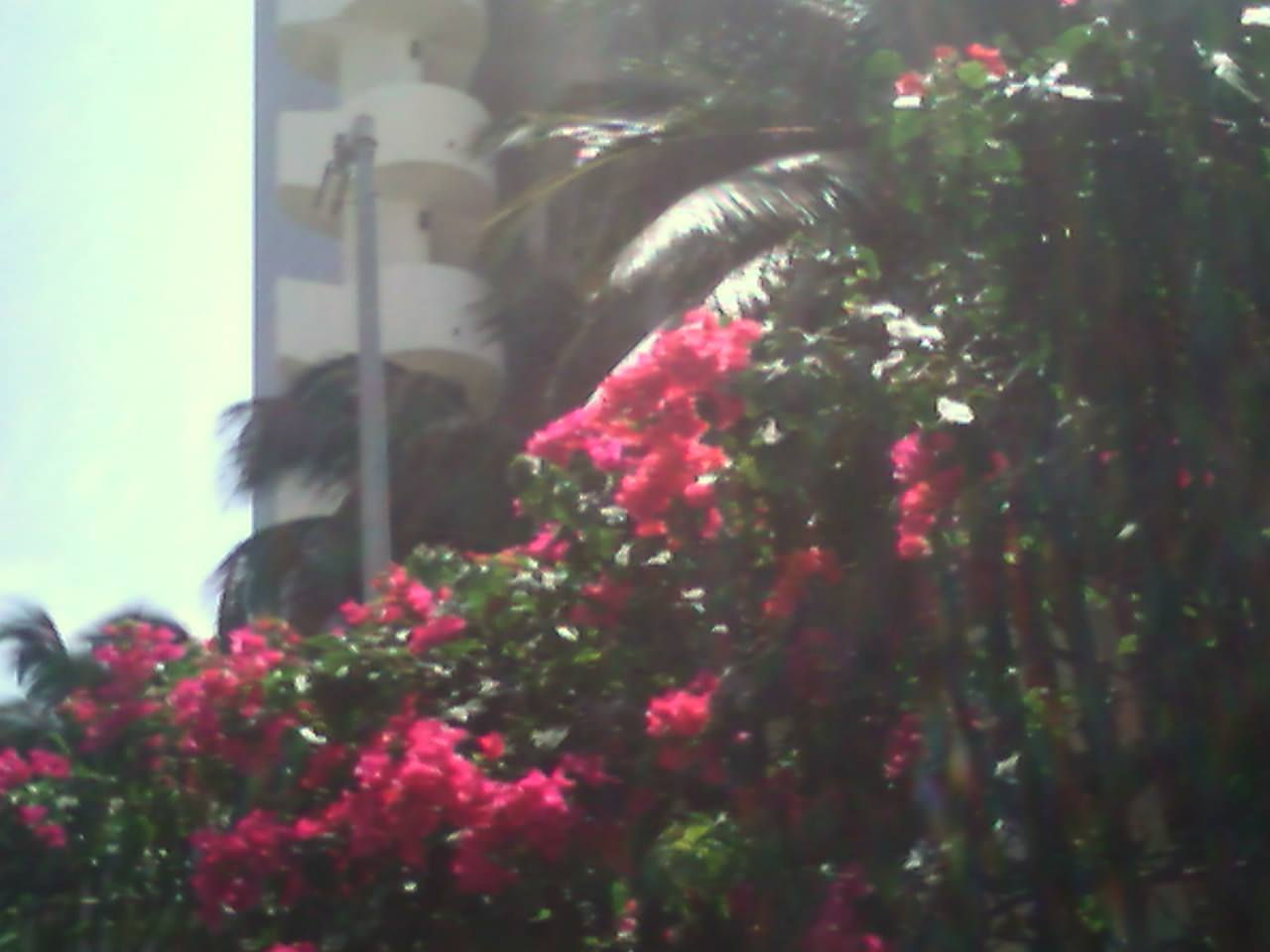 City flora