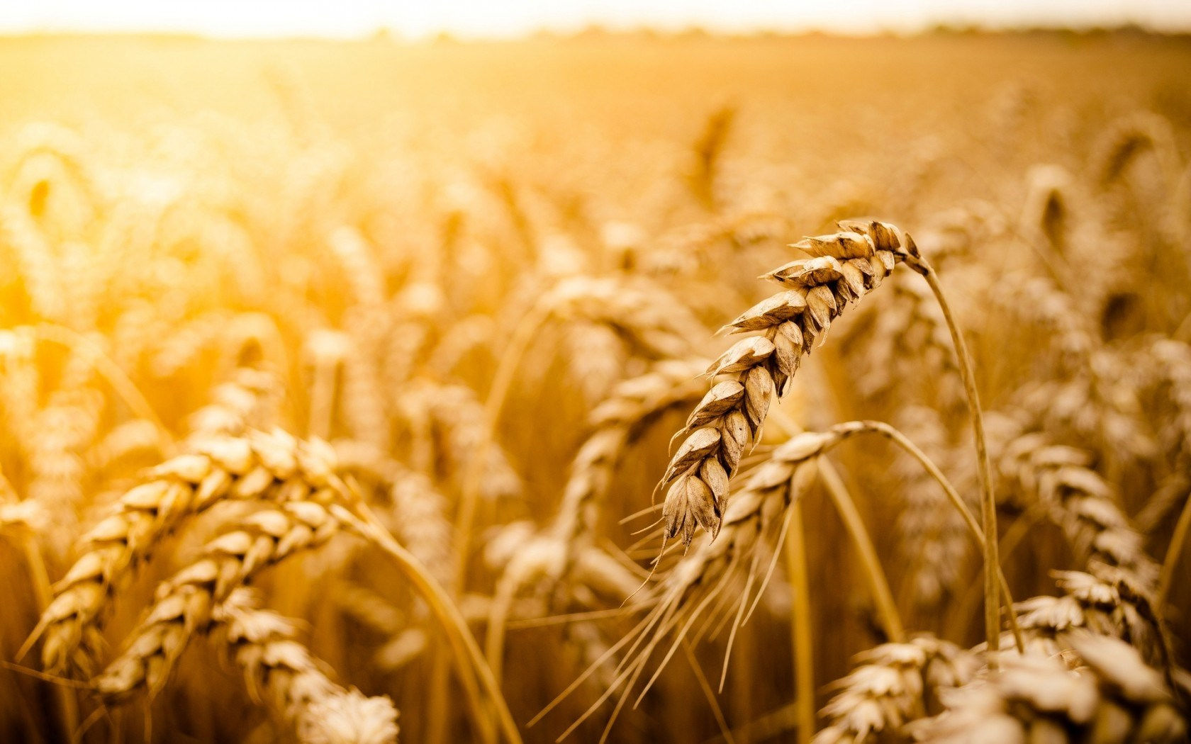 wheat