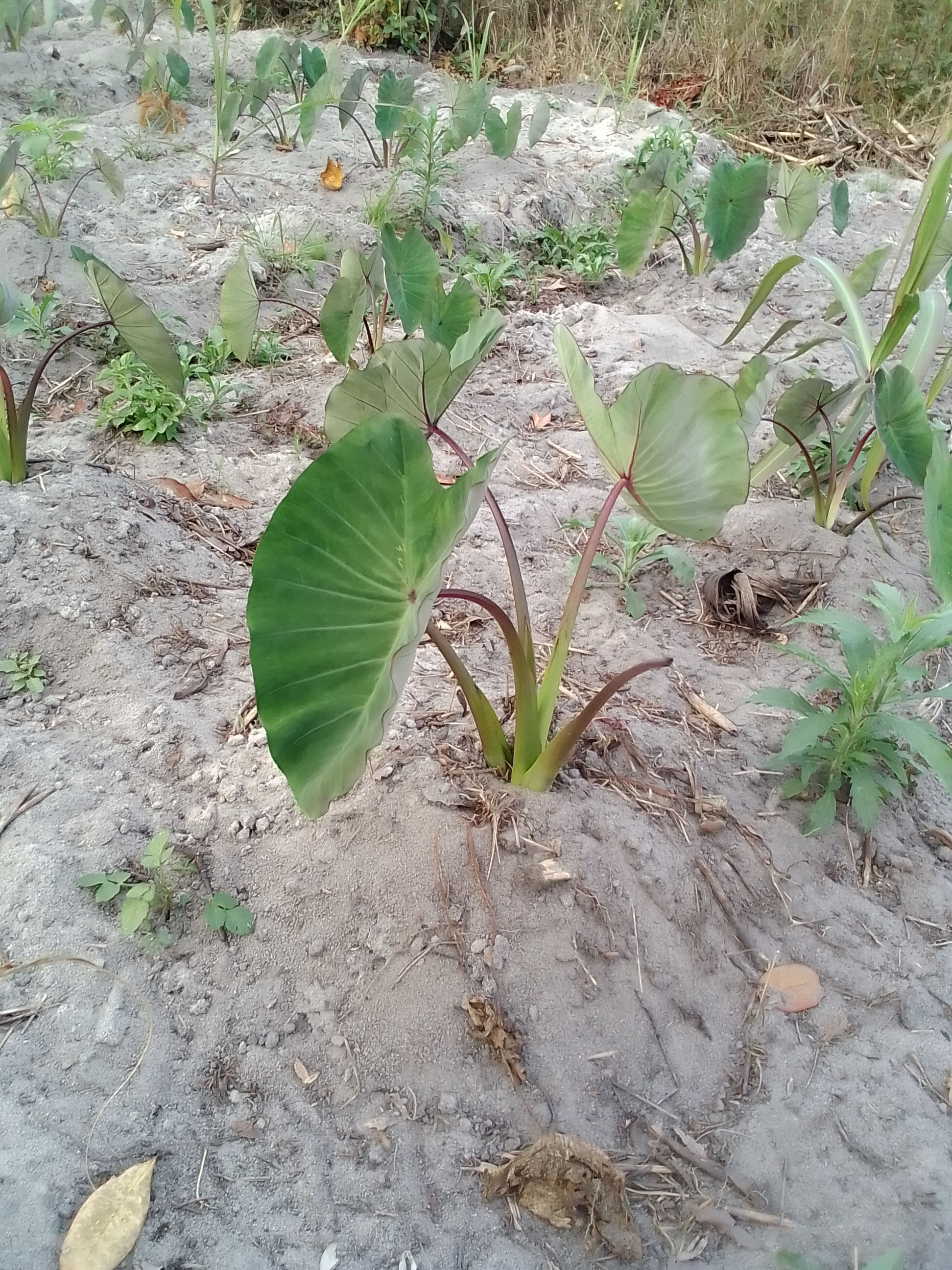 plants