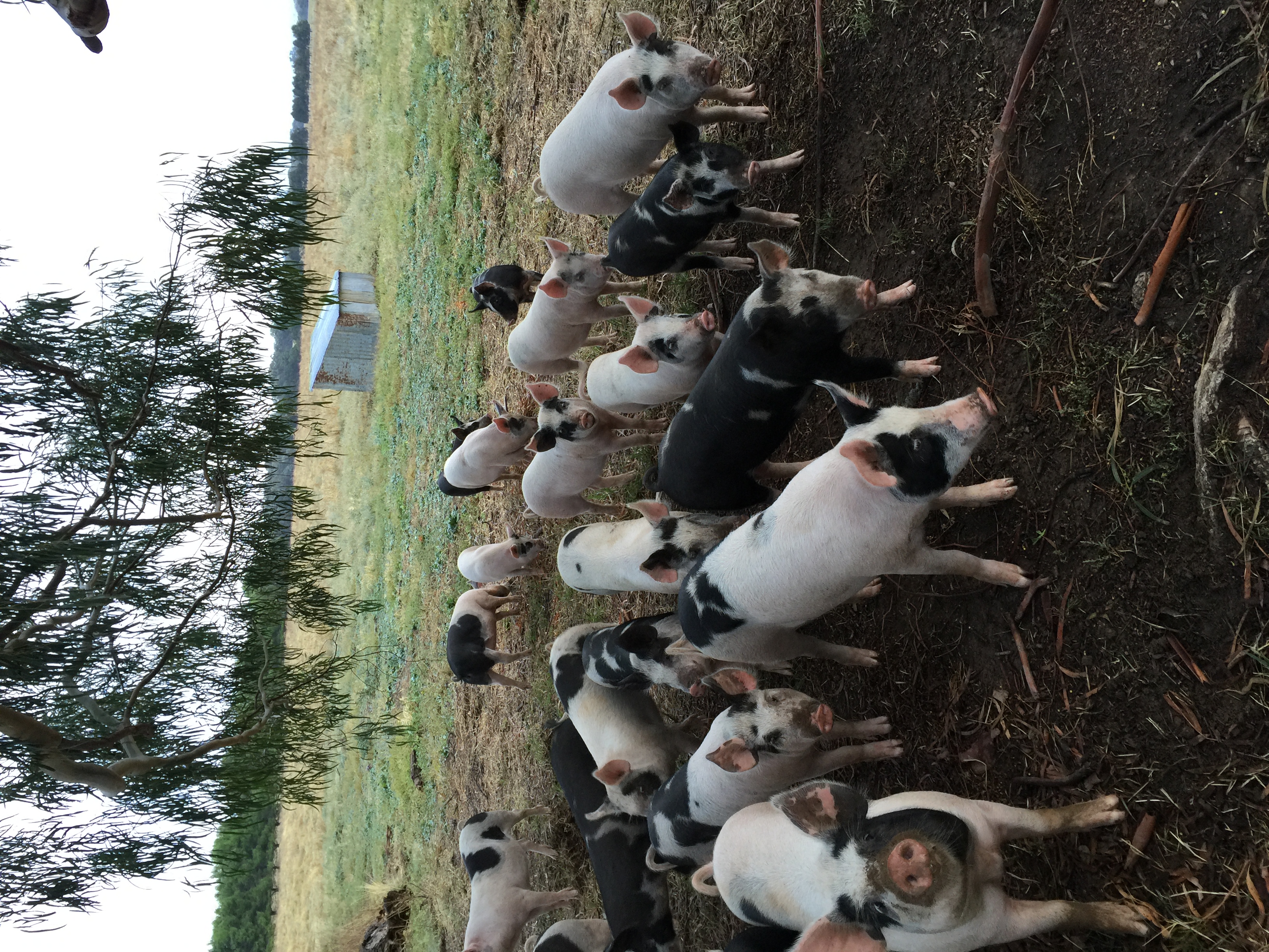 Organic Meat Gregory Downs Organics