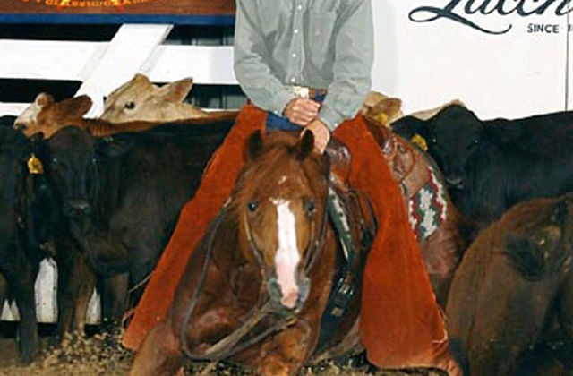 What is Cat Ichi'S Breeding Fee for 2019: Revealed & Updated!