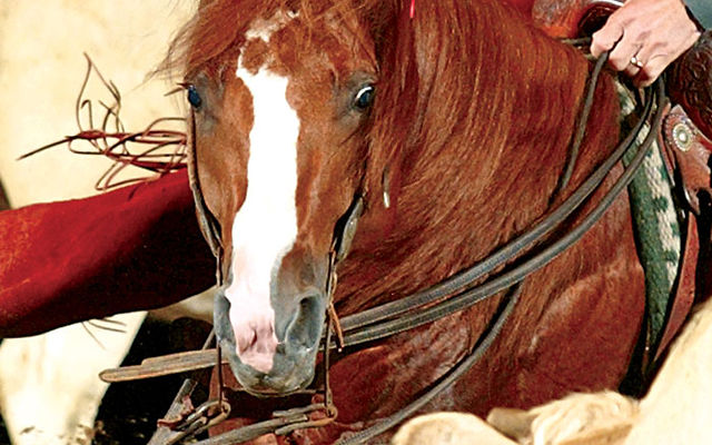 What is Cat Ichi Breeding Fee for 2019: Essential Guide Revealed