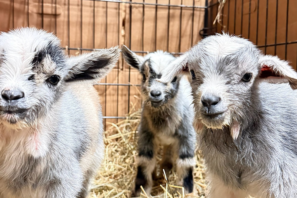 Hello Spring Goats Think Spring