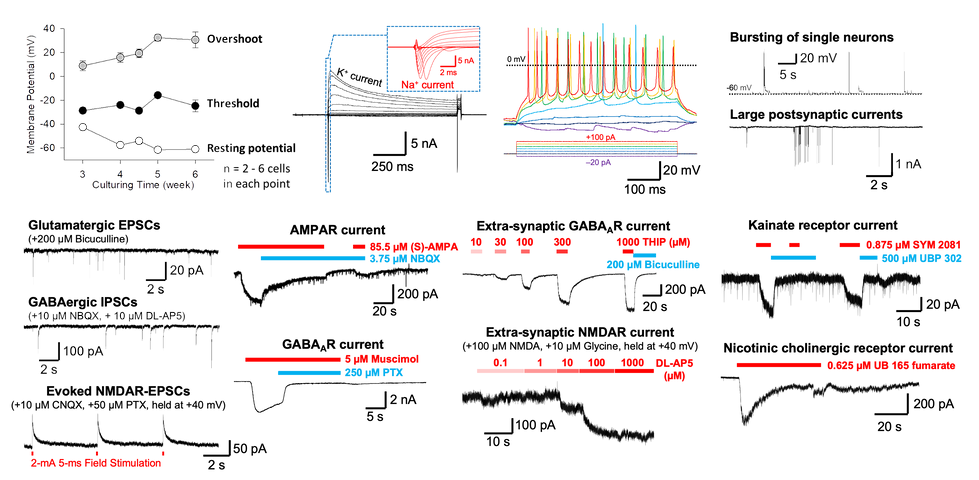 fig 2.png
