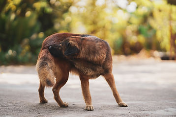 Flea bites on Dog