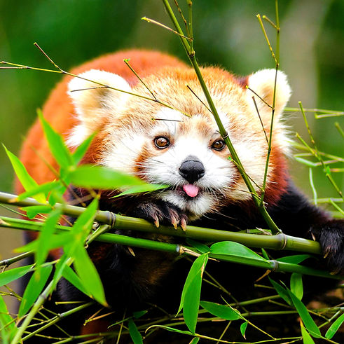 Un panda roux et tiges et feuilles de bambou