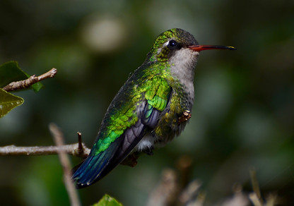 Bird, Pilar