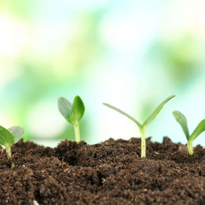 Seeds of My Own Company