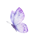 Book - Butterfly image (3).png