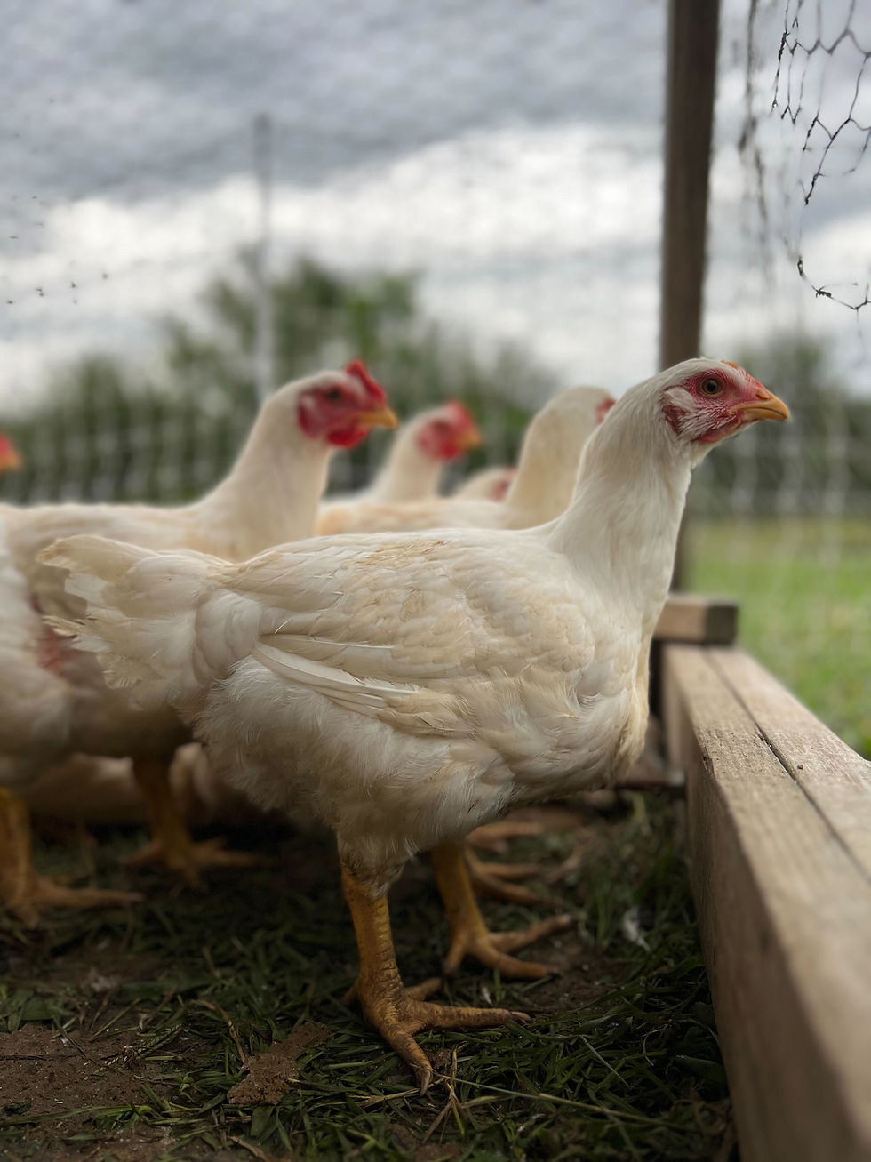 Thumbnail: Whole Chicken BUNDLE - 5 chickens